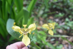 Trimezia martinicensis