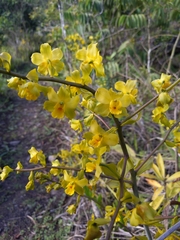 Oncidium