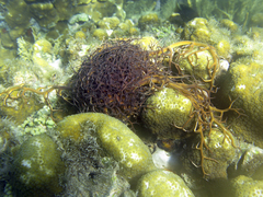 Astrophyton muricatum