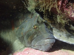 Cebidichthys violaceus
