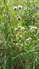 Tragia urticifolia