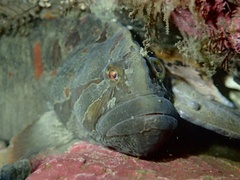 Cebidichthys violaceus