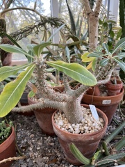 Apocynoideae