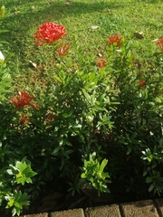 Ixora coccinea