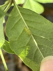 Aphis spiraecola
