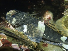 Clinocottus globiceps