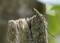 Anolis capito