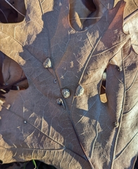 Macrodiplosis majalis