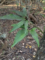 Syngonium angustatum