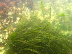 Phyllospadix scouleri