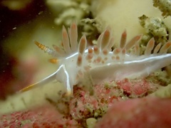 Coryphella trilineata