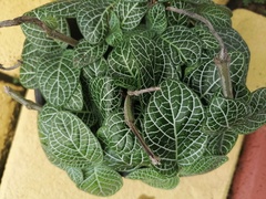 Fittonia