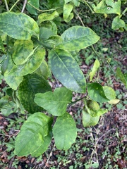 Citrus deliciosa