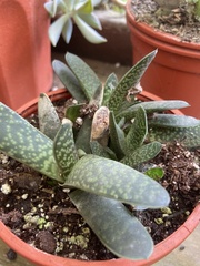 Gasteria