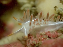Coryphella trilineata