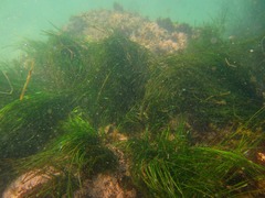 Phyllospadix scouleri