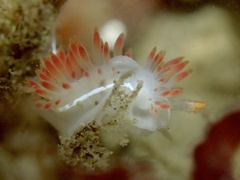 Coryphella trilineata