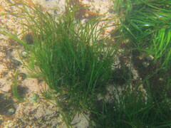 Phyllospadix scouleri