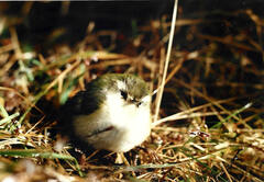 Acanthisitta chloris