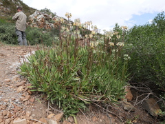 Cotyledon orbiculata