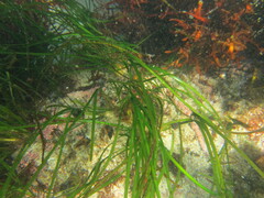 Phyllospadix scouleri