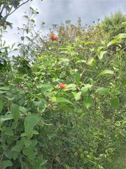 Persicaria perfoliata
