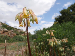 Cotyledon orbiculata
