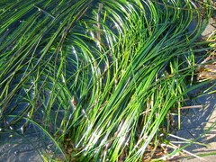 Phyllospadix torreyi