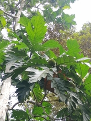 Artocarpus altilis