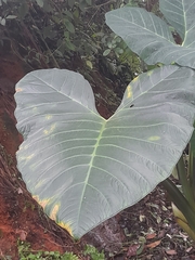 Araceae