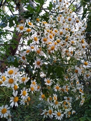 Montanoa grandiflora