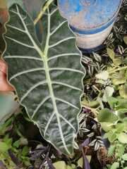 Alocasia amazonica