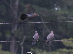 Patagioenas