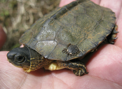 Rhinoclemmys funerea