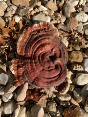 Ganoderma sessile