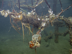 Crassostrea rhizophorae