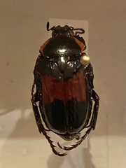 Micropeltus
