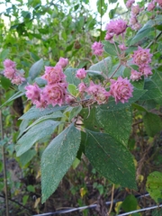 Lippia callicarpaefolia