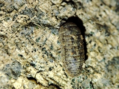Armadillidium assimile