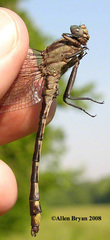 Gomphurus septima