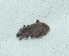 Otiorhynchus singularis