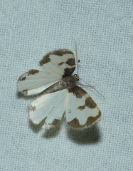 Lomaspilis marginata