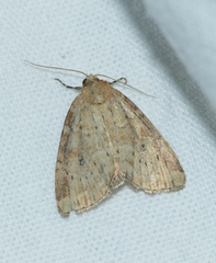 Photedes minima