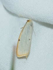 Cybosia mesomella