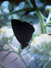Cercyonis oetus