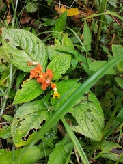 Chrysothemis friedrichsthaliana