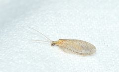 Hemerobius