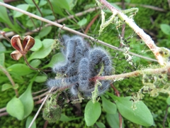 Thaumetopoea herculeana