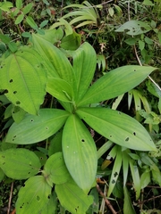 Costus laevis