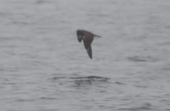 Stercorarius pomarinus